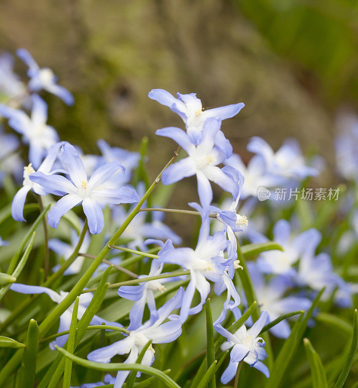 雪的荣耀(Chionodoxa siehei)